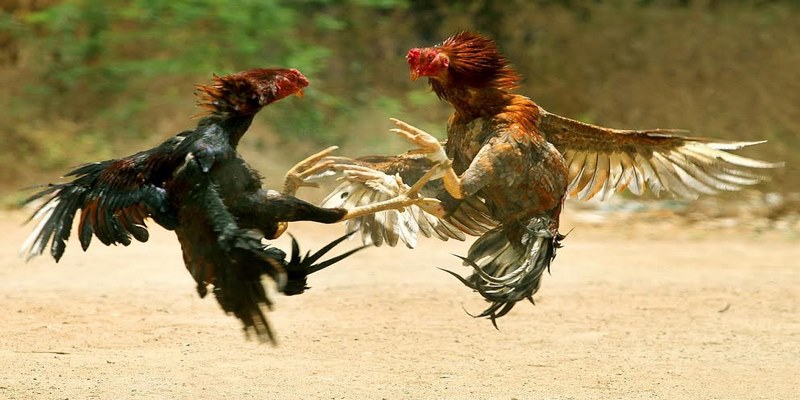 Thế gà là kỹ thuật mà chiến kê sử dụng để ra đòn khi thi đấu