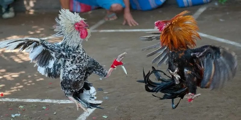 Các thế đá của gà chọi căn bản không thể không nhắc đến thế lùi tát