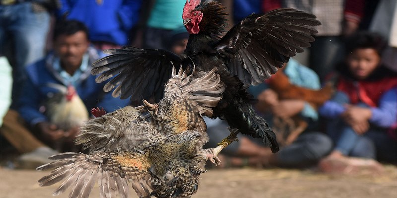 Thế đá bướng trên săn thủ cấp dễ dàng khiến đối thủ lộ sơ hở