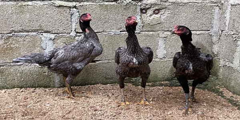 Cách chọn gà chọi mái đẹp theo ngoại hình được đánh giá cao