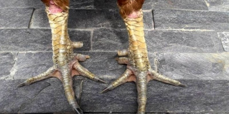 Vảy tướng quân là một loại vảy quan trọng và thường xuất hiện ở đùi gà
