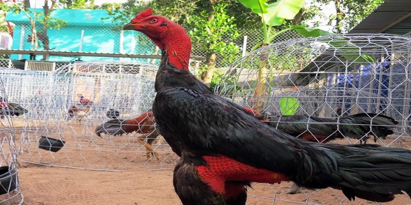 Màu lông không chỉ quyết định ngoại hình mà còn ảnh hưởng đến phong thái