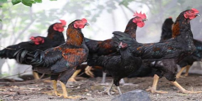 Ảnh hưởng của màu lông gà nòi đến khả năng chiến đấu